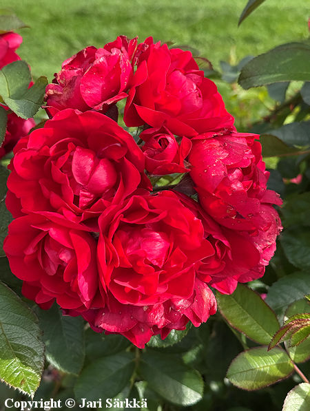 Rosa Puistoruusu-Ryhm� 'Hansaland', puistoruusu